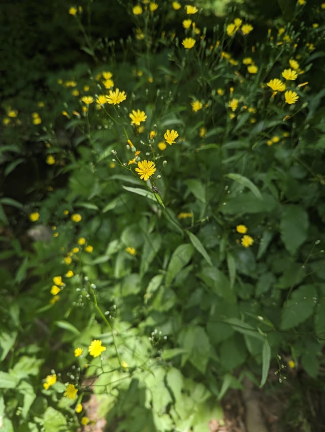 plant met gele bloemen