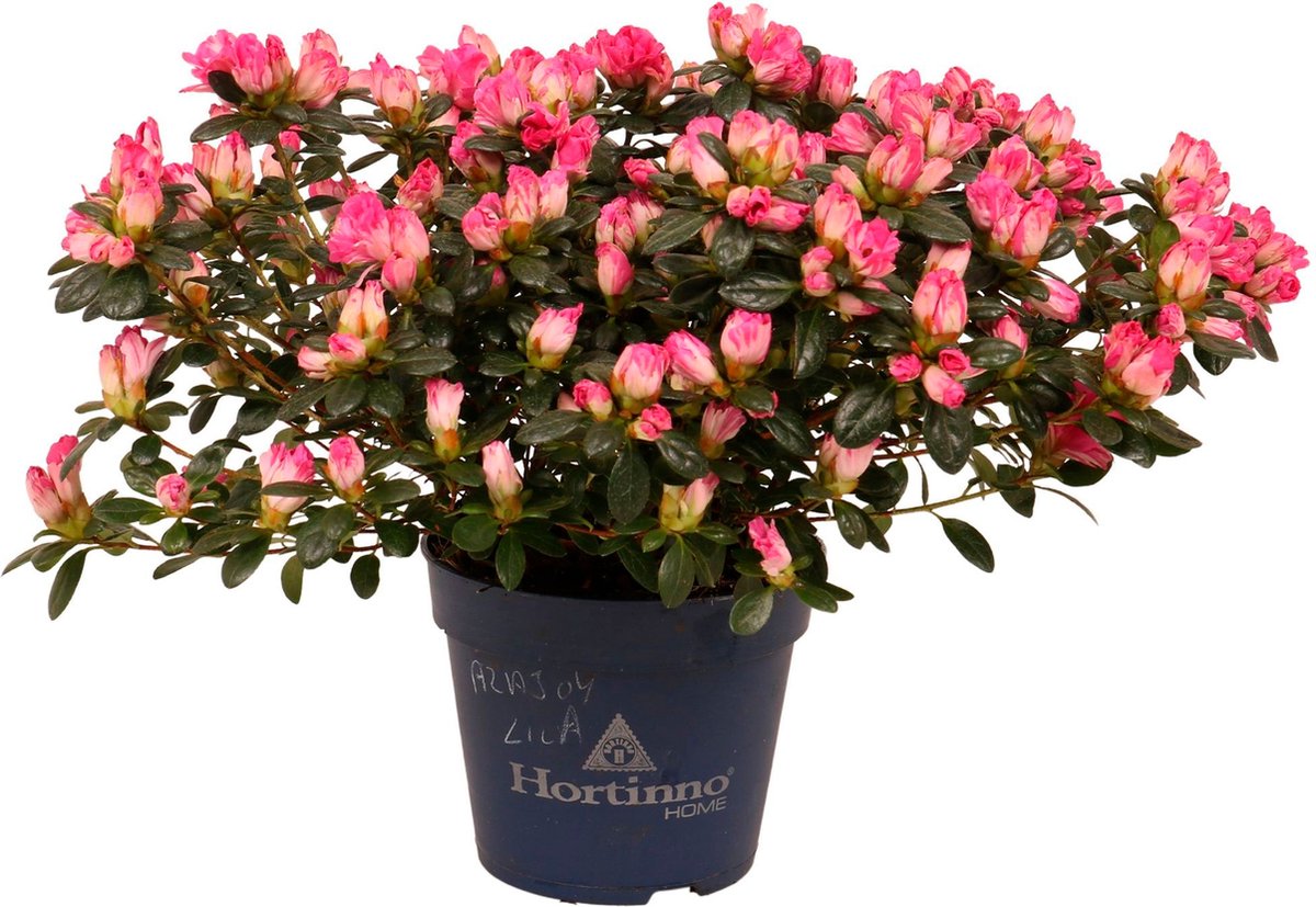 plant met roze bloemen buiten