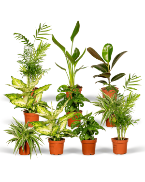 planten online