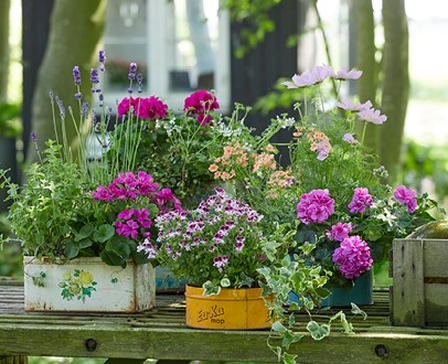 vaste planten volle zon