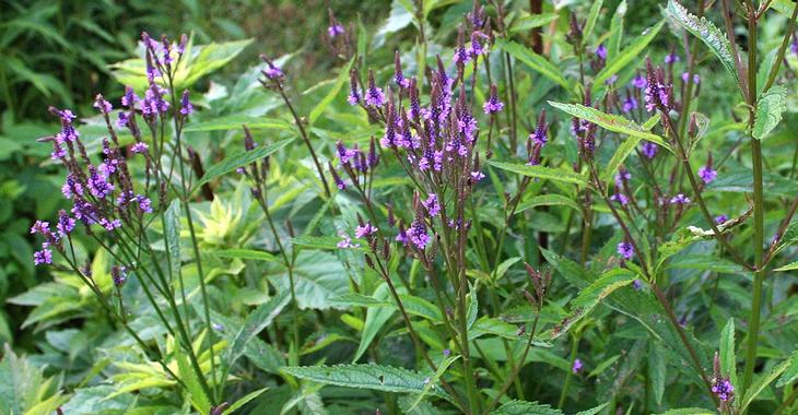 verbena vaste plant