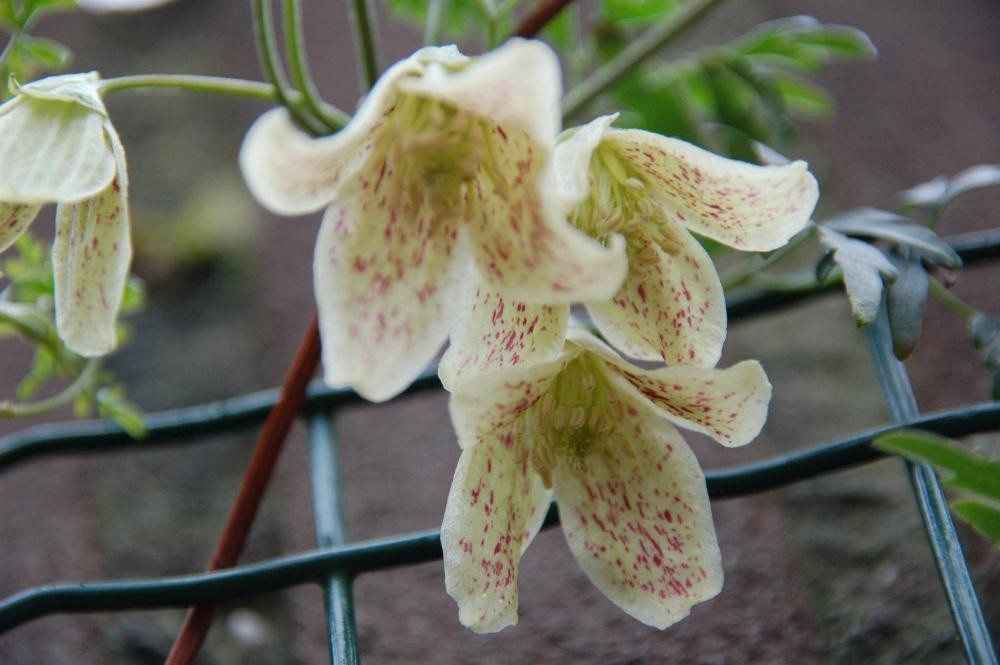 winterbloeiers vaste planten