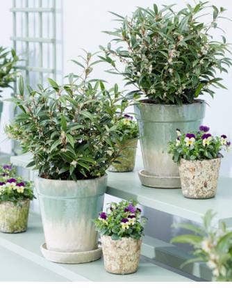 winterharde planten balkon