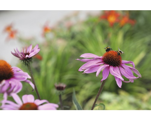 zonnehoed plant kopen