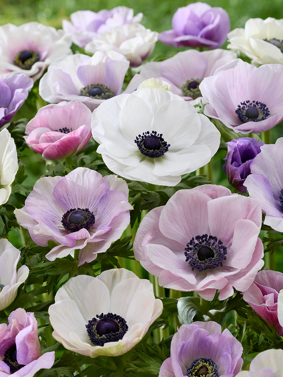 anemonen planten
