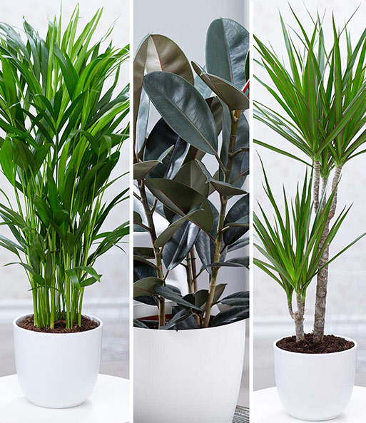 grote kamerplanten aanbieding