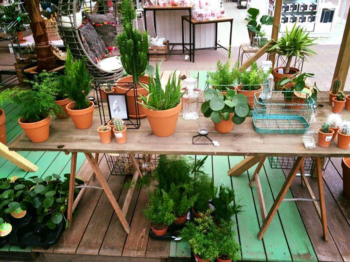 kamerplanten bestellen