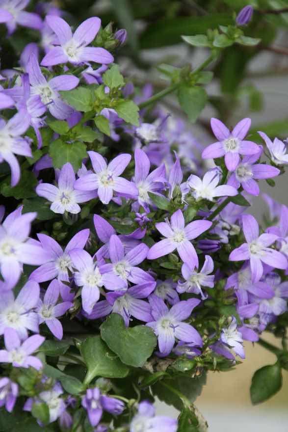 lang bloeiende vaste planten volle zon