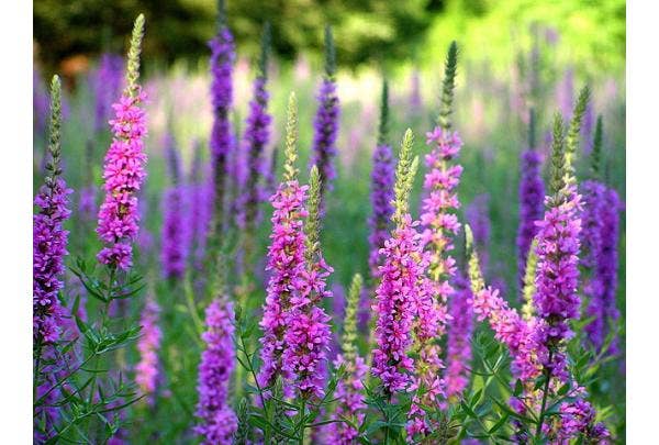 plant met paarse pluimen