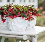 winterharde planten bloembakken