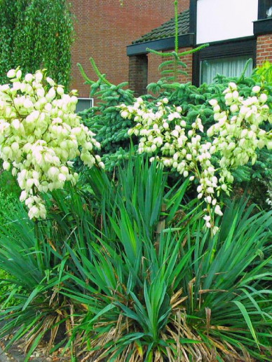 yucca plant buiten