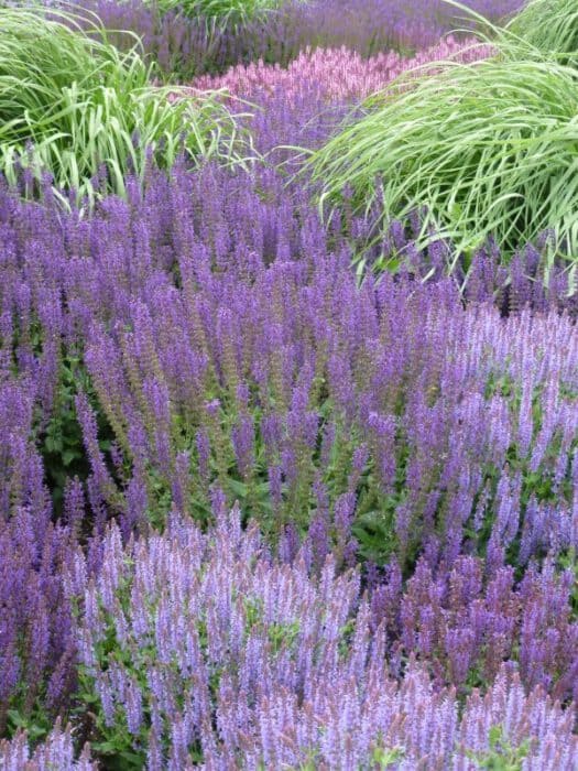 groenblijvende plant