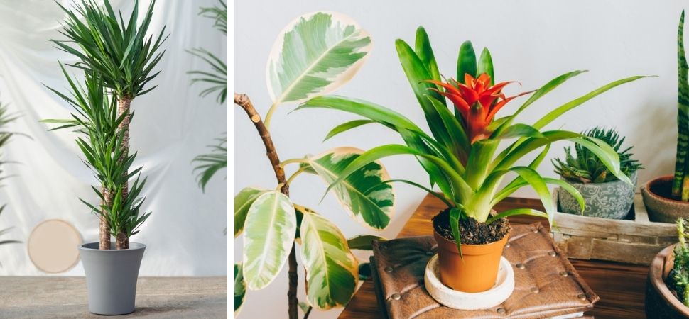 grote kamerplanten aanbieding