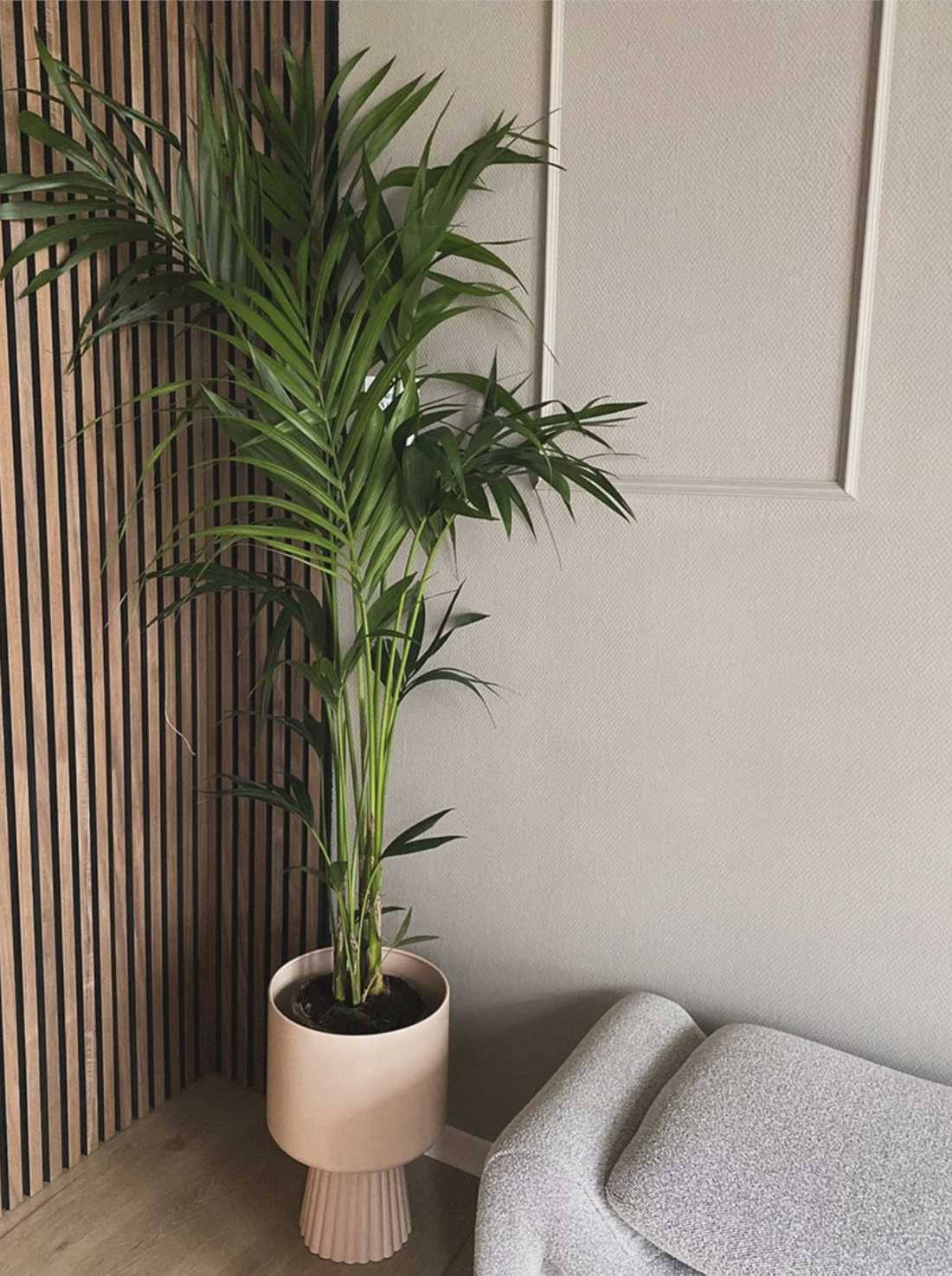 kamerplanten bestellen