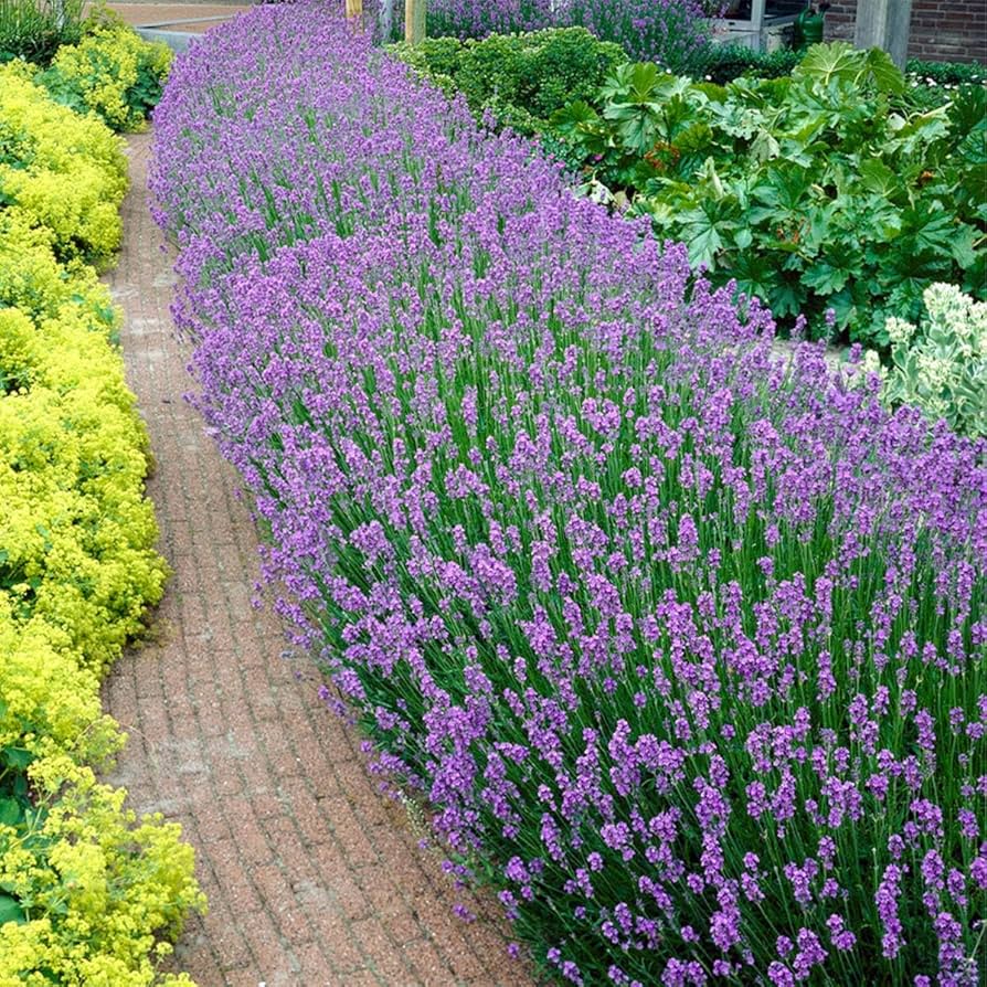 lavendel plant