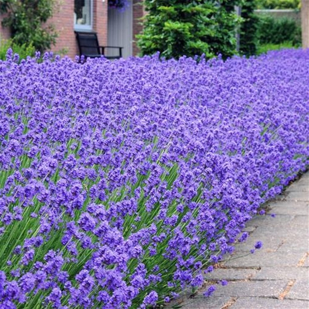 lavendel planten kopen