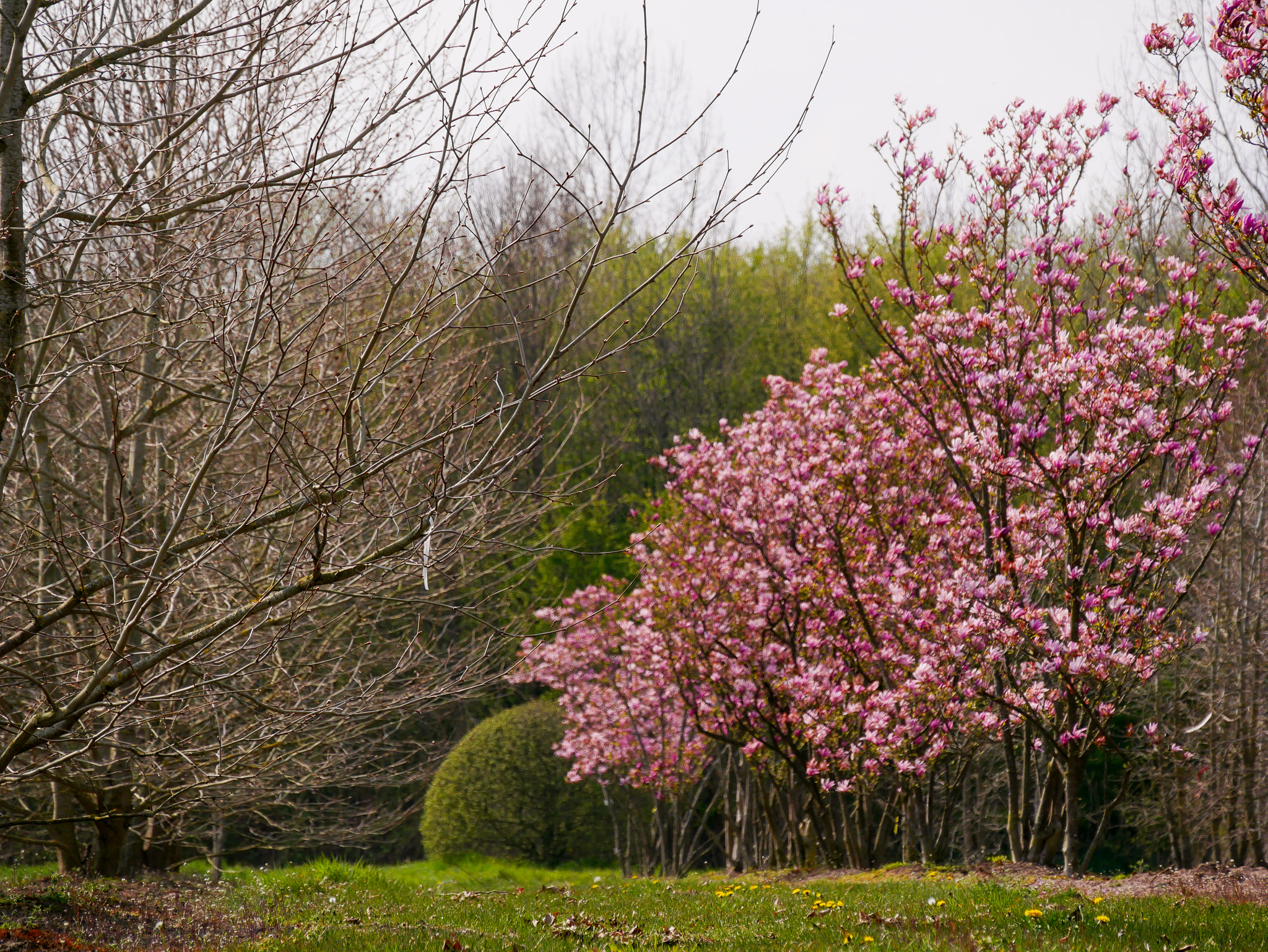 magnolia planten