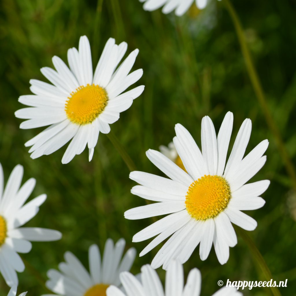 margriet vaste plant