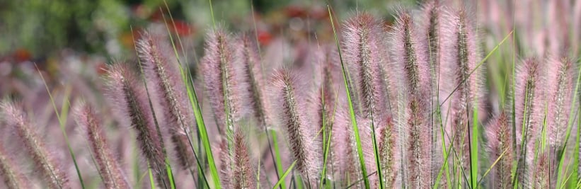 plant met paarse pluimen