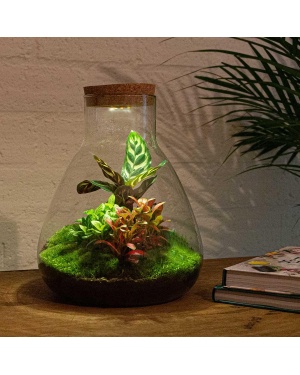 planten terrarium