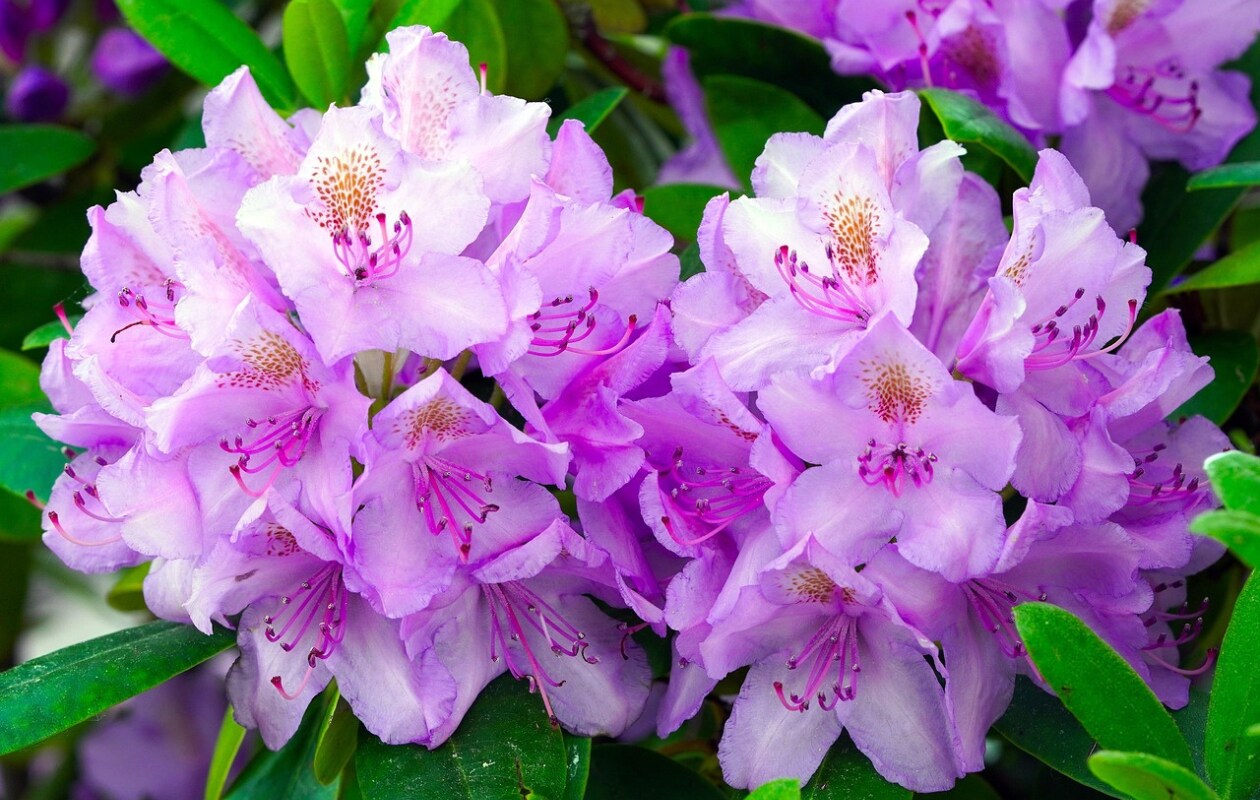 rhododendron planten