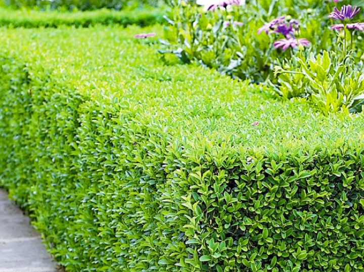 tuinplanten kopen online