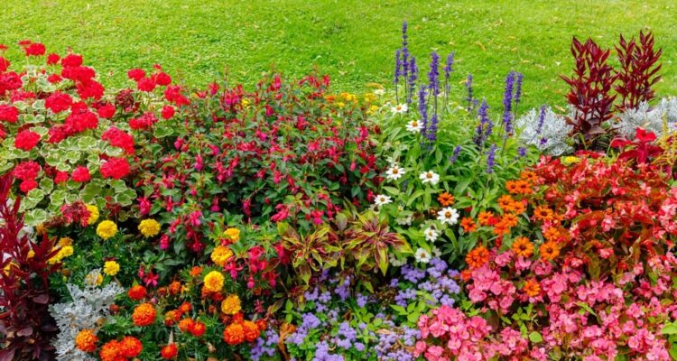 vaste planten border