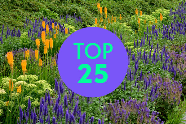 vaste planten voor bloembakken in volle zon