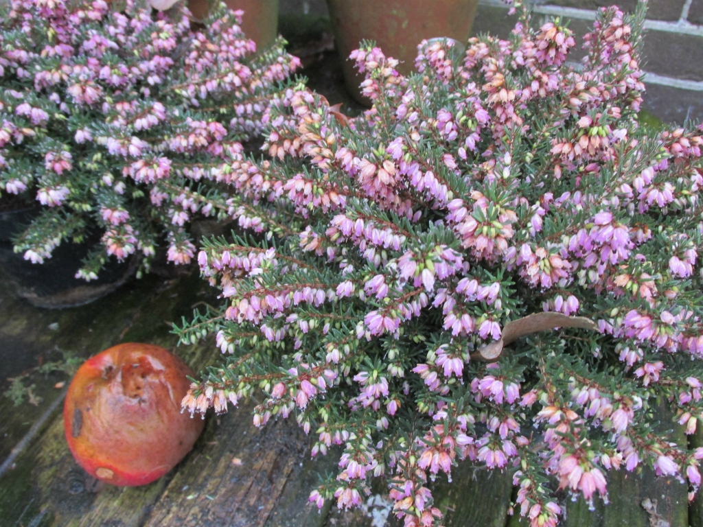 winterharde planten bloembakken