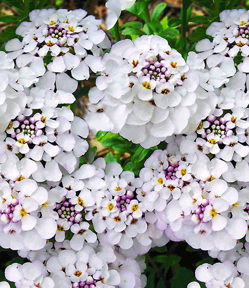 balkonplanten winterhard