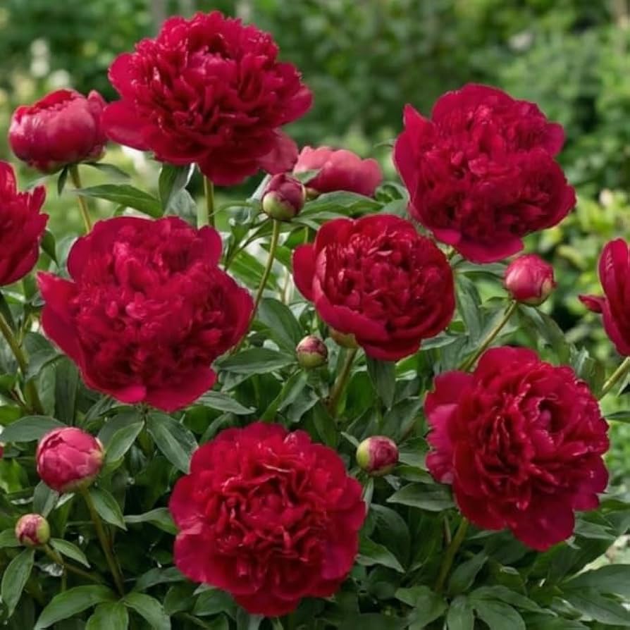 grote plant in pot buiten winterhard