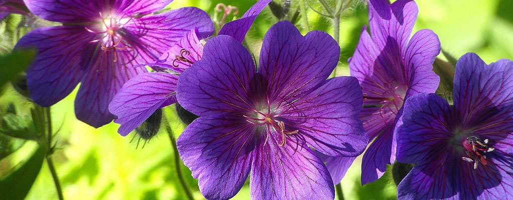 langbloeiende groenblijvende vaste planten