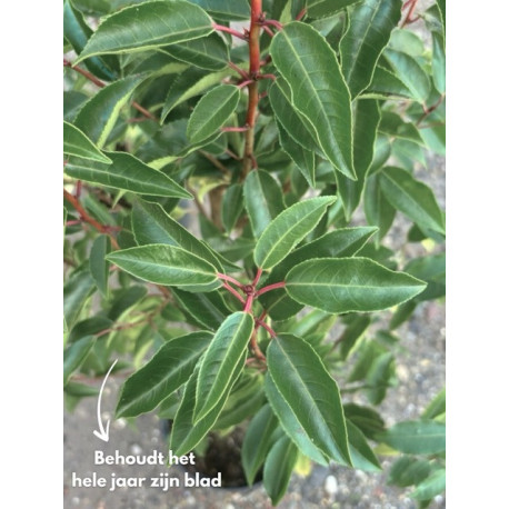laurier plant kopen
