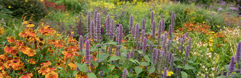 makkelijke planten voor buiten