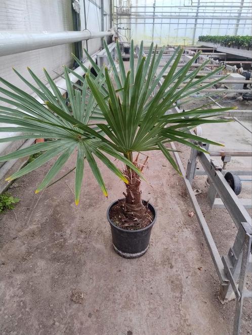 palm plant buiten