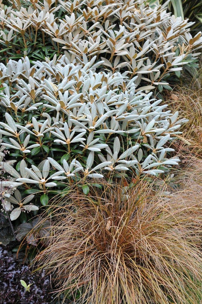 vaste planten groenblijvend