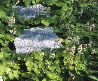 biologische tuinplanten