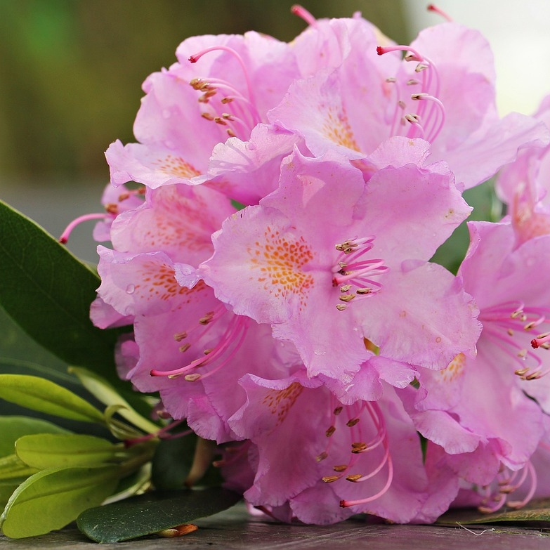 bloeiende tuinplanten