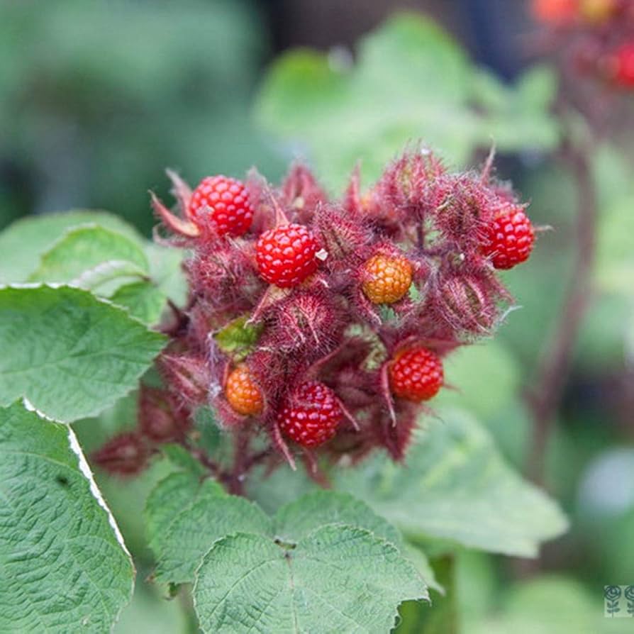 framboos plant