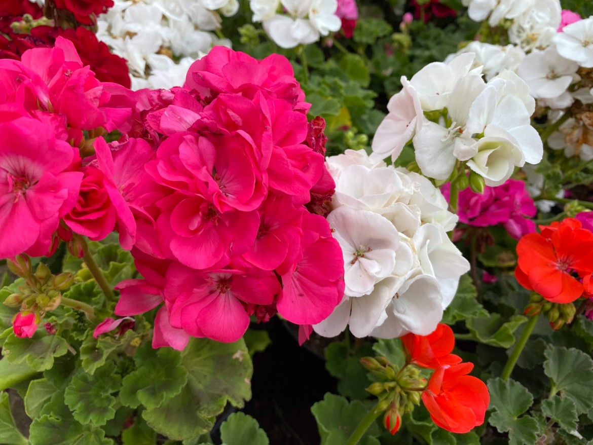 geranium vaste plant