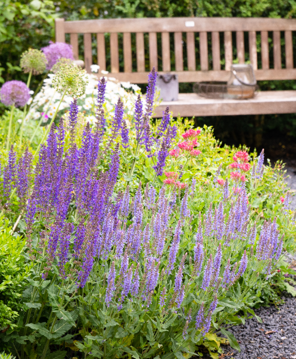 goedkope tuinplanten
