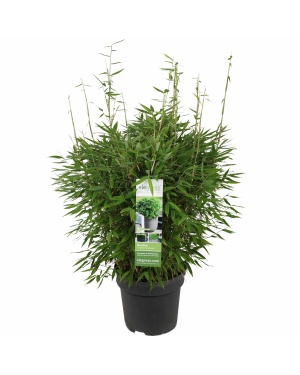 groenblijvende tuinplanten