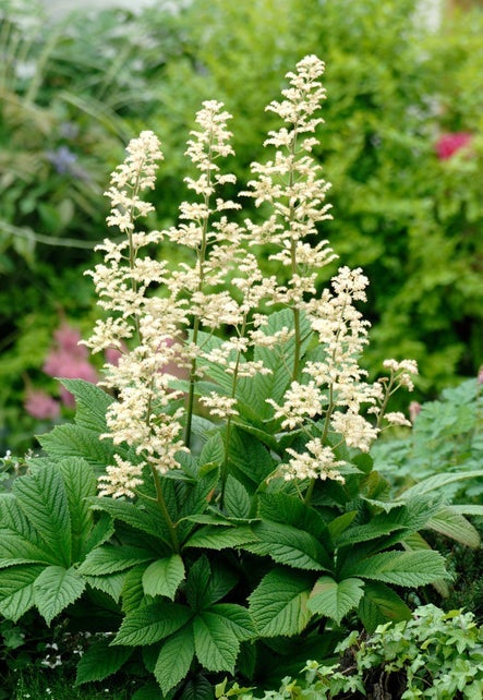 halfschaduw planten