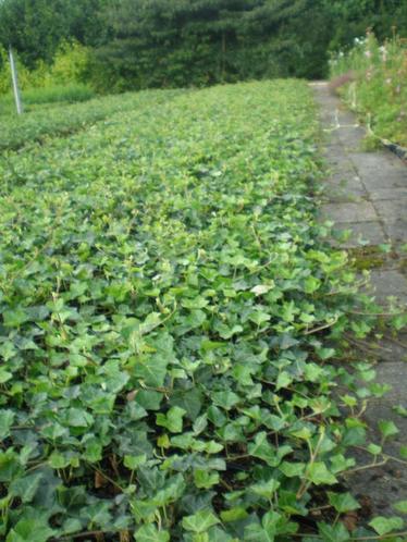 hedera planten