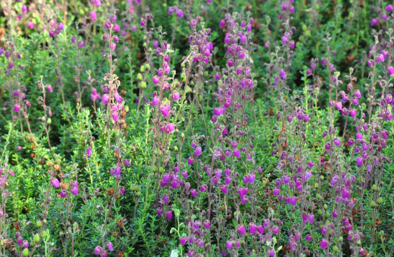 heide plant