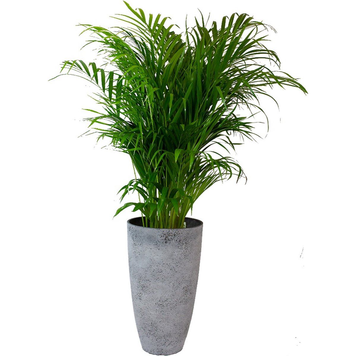 kamerplanten intratuin