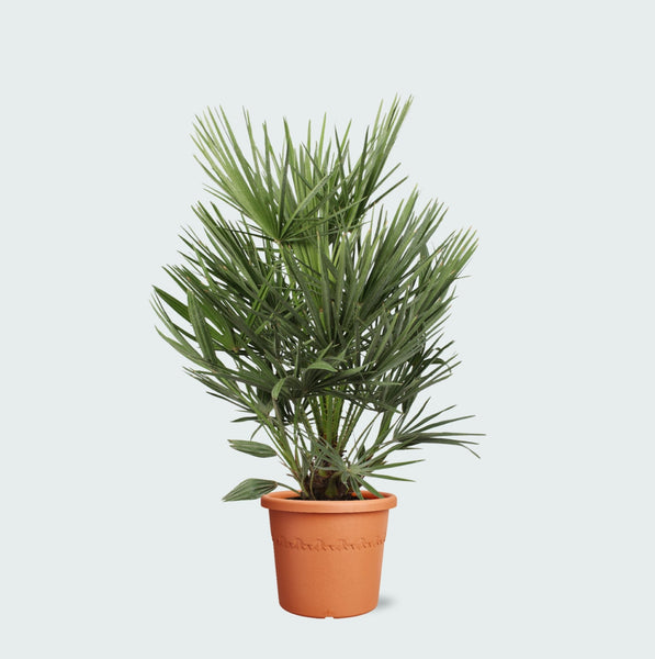 buiten plant