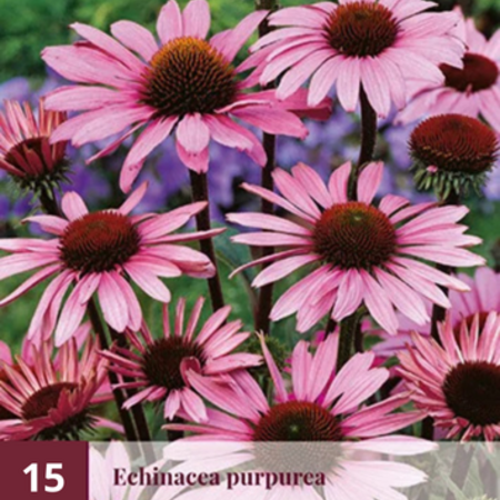 echinacea planten