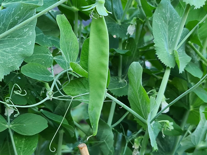 erwten plant