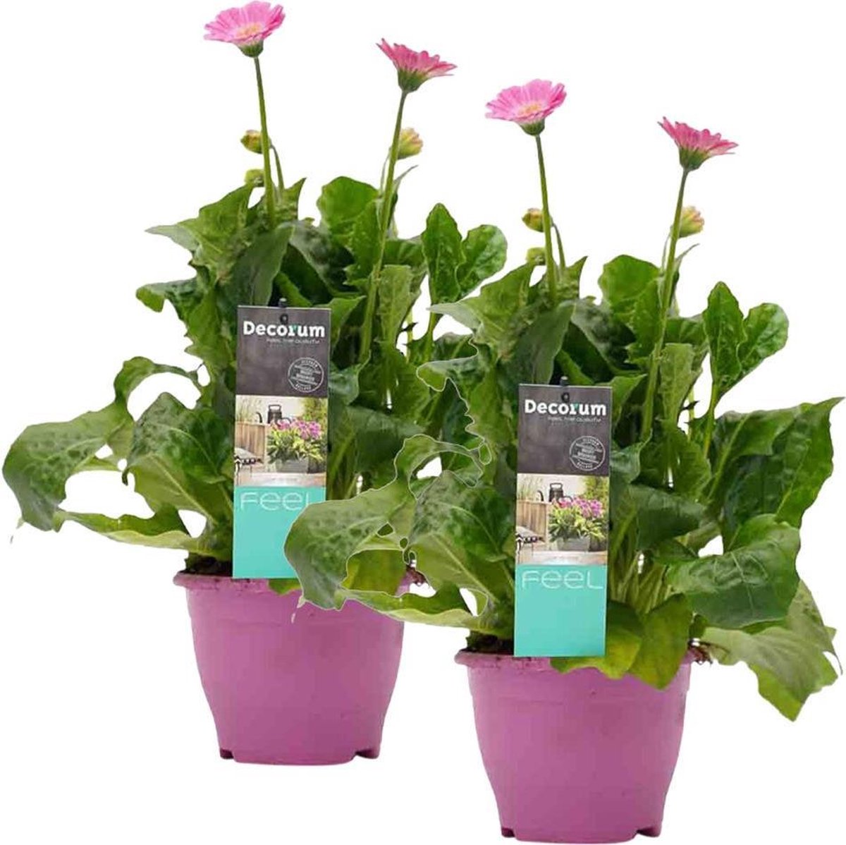 gerbera vaste plant